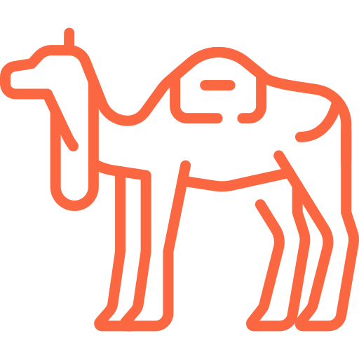 balade à dos de dromadaire à Marrakech