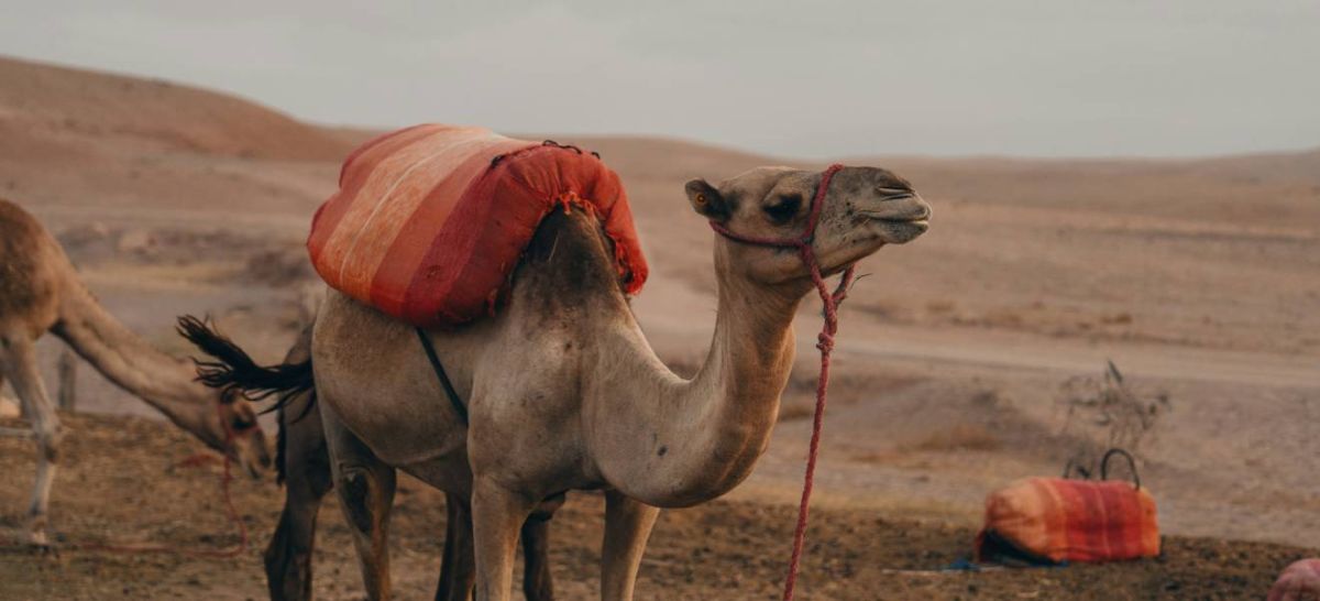 balade à dos de dromadaire dans le désert d’Agafay